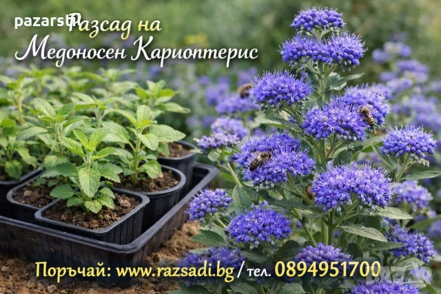 МЕДОНОСЕН КАРИОПТЕРИС 