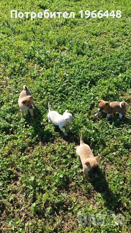 Чихуахуа,2 мъжки и едно женско ,обезпаразитени вътрешно и външно 