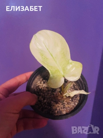 Fhilo