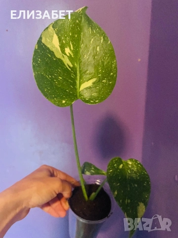 Monstera tai