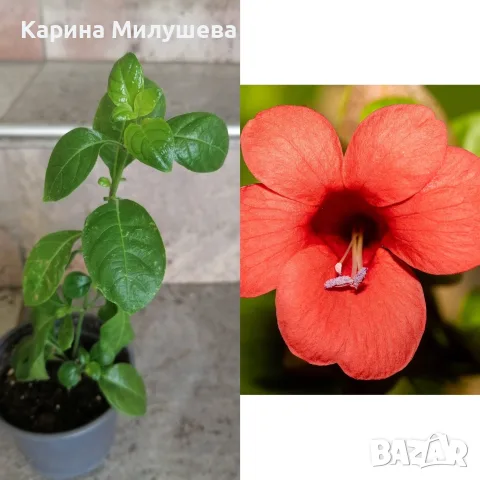 Продавам различни цветя