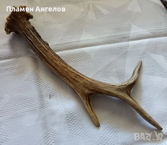 Рог от сръндак. Еленски рог. , снимка 4 - Декорация за дома - 54307787
