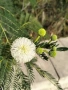 Акация тропическа Acacia leucaena! , снимка 1