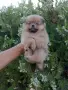 Момче и момиче. Померани. , снимка 5