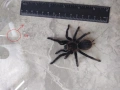 Tarantula - Продавам Тарантyли от снимите - получавате това което виждате, снимка 1