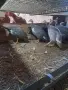 ТОКАЧЕТА и пилета кръстоски, снимка 1