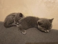 Британски котенца, снимка 9