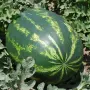 Продава Дини на едро - сорт Арашан и Каристан, снимка 1