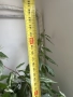 Китайска роза ( Hibiscus rosa-sinensis var. coop), снимка 5