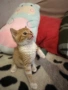 Мъжко коте търси своя постоянен дом, снимка 1