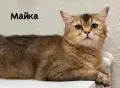 Шотландско котенце, снимка 7