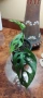 Филодендрон (Philodendron) / Сингониум (Syngonium), снимка 8