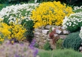 Alyssum montanum ‘Berggold’ (Алисум планински ‘Berggold’), снимка 2