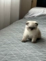 Малки шотландски котенца , снимка 8