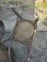 Виенски столове , снимка 10
