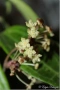 Hoya Хоя Jasper blink , снимка 1