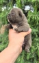 Френски булдог/French Bulldog , снимка 14