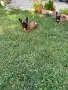 Малки кученца Малиноа, снимка 8