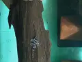 L236 pleco - 3+ см, снимка 4