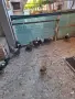 Катунски кокошки, снимка 3