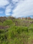 парцел в село Кутово, Видинско, снимка 4