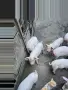 продавам малки прасета , снимка 1