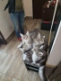 Мейн куун котенца , снимка 3