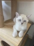 Британски късокосмести котета, снимка 1