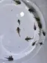 L 333 pleco.- 4 см , снимка 3