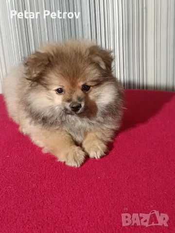Шпиц мини женско 