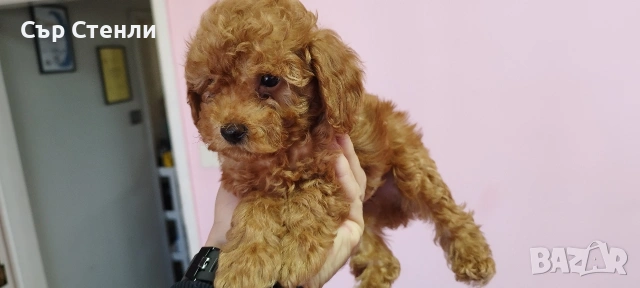 Той пудел 🐩 мъжки , снимка 3 - Пудели - 53993442