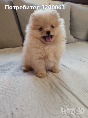 Померан мини женско.