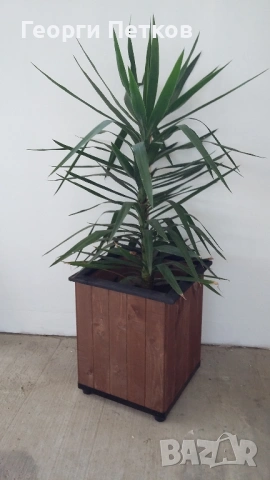 Палма Юка стайна - 155см.- 30 €.