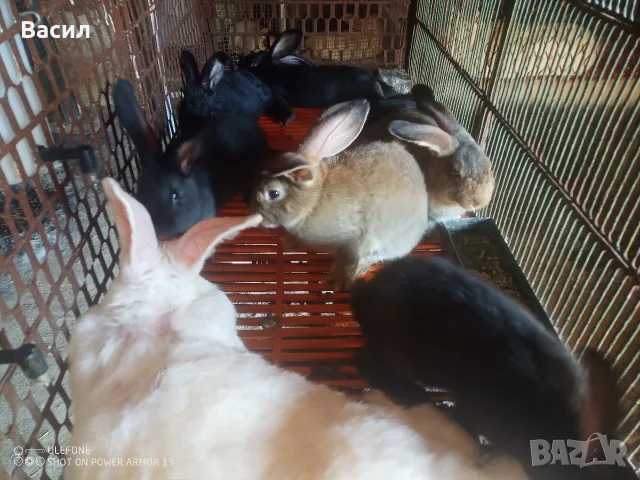 Зайци домашни различни видове, снимка 2 - Други животни - 51395663