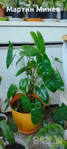 Филодендрон (Philodendron) - Burle Marx