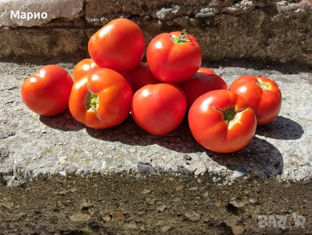 ПРОДАВАМ ДОМАШНИ ДОМАТИ ЦЕНА 1€, снимка 2 - Домашни продукти - 55389807