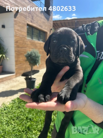 Продавам Кане Корсо кученца, снимка 4 - Кане корсо - 54253951