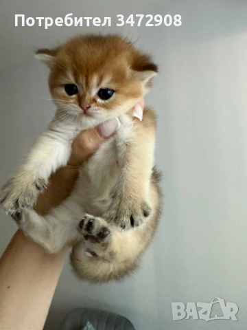 Британски котета, снимка 6 - Британска късокосместа - 54661880
