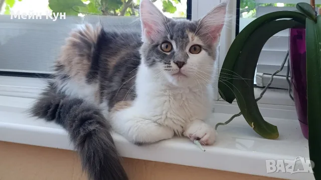 Женско коте Мейн кун, снимка 5 - Мейн кун - 55354403