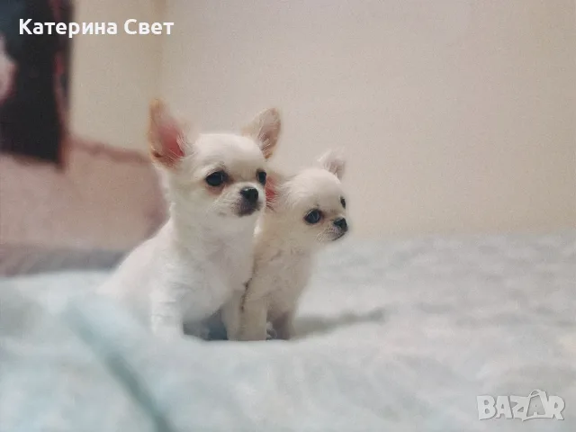 Женско дългокосместо мини чихуахуа, снимка 6 - Чихуахуа - 55481949