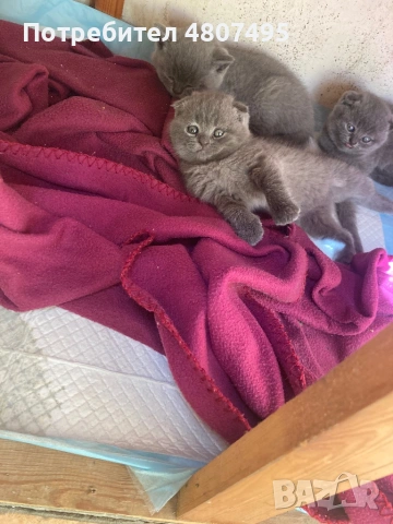 Продавам шотландски клепоухи малки котенца 😻, снимка 2 - Други - 54309809