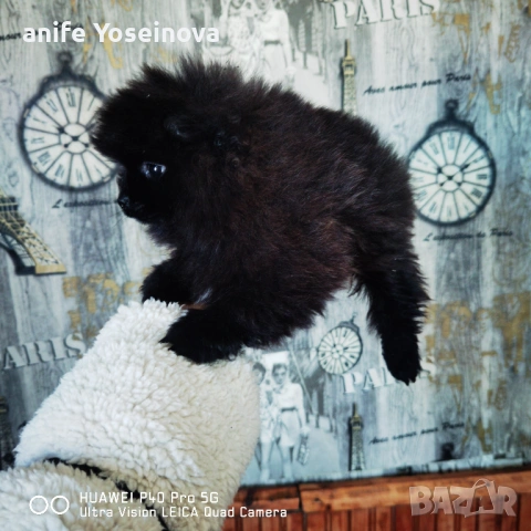 Продава се мини Померан