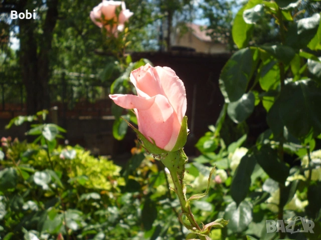 Panasonic Lumix DMC-S1 Leica Lens Y2K, снимка 13 - Фотоапарати - 54903338