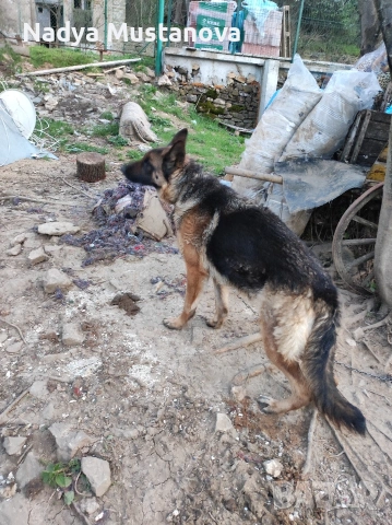 Продавам куче немска овчарка . , снимка 4 - Немска овчарка - 54161146