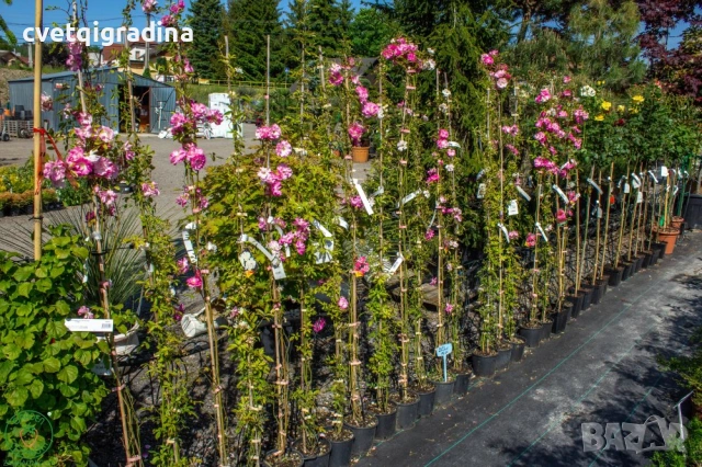 Rosa banksiae ‘Rosea’ / Роза банксия „Розея, снимка 2 - Градински цветя и растения - 54651243