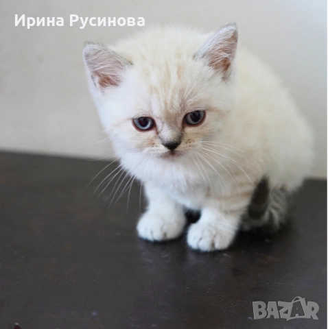 Британска късокосместа, снимка 2 - Британска късокосместа - 54689485