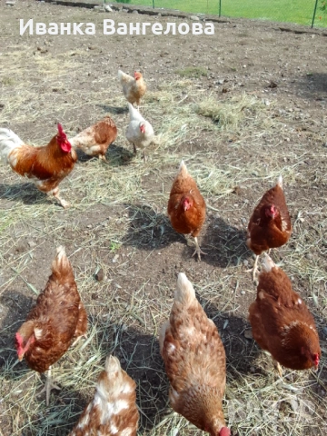 Продавам големи кокоши яйца от щастливи и свободни кокошки