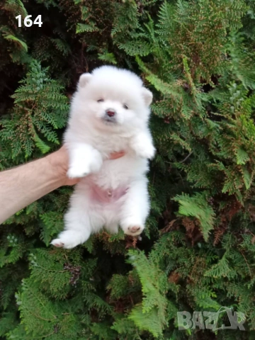 Померани. Реални снимки от 21.04.2026 г. , снимка 9 - Померан - 54273673