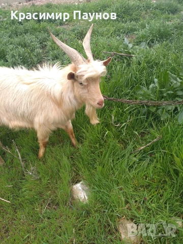 Млад пръч ,на една година ,за дъмъзлък ., снимка 2 - Кози - 54035020