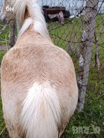 Хафлингер мъжко конче, снимка 3 - Коне - 53971554